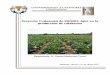 Proyecto: Evaluación de VIUSID® Agro en la …catalysisagro.com/pdf/viusidInforme-calabacita.pdf · Provoca ruptura de la latencia en semillas que necesitan período de reposo