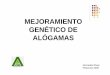 Mejoramiento genético de alógamas Ariel - … · cultivares de especies forestales son VPAs. zEn hortícolas existen VPAs como por ejemplo en cebolla la Pantanoso del Sauce. zEn