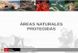 ÁREAS NATURALES PROTEGIDAS - infobosques.cominfobosques.com/portal/wp-content/uploads/2016/12/AREAS-NATURAL… · El Estado y las Áreas Naturales Protegidas • Constitución Política