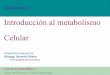 Introducción al metabolismo Celular - … · Con el metabolismo, los organismos transforman materia y energía, sujetos a las leyes de la termodinámica • Se llama metabolismo