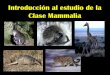 Introducción al estudio de la Clase Mammalia - …cmas.siu.buap.mx/portal_pprd/work/sites/biologia/resources... · Objetivos: -Exponer qué se conoce sobre el origen de los mamíferos