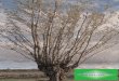 EL CHOPO CABECERO GUÍADIDÁCTICA. - Portal del …xiloca.org/chopocabecero/images/stories/pdf/cccc.pdf · POEMA DEL ÁRBOL Árbol, buen árbol, que tras la borrasca ... 2.Método