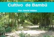 Cultivo de Bambú - apuama.orgapuama.org/wp-content/uploads/2016/10/02-David-Valdez-El-cultivo... · Cultivo. Extraer culmos enfermos y de mal crecimiento, tanto jóvenes como adultos