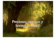 Preciosos caminos y hermosas frases - wikiblues.net · Preciosos caminos y hermosas frases. En#un#beso,#sabrás#todo#lo#que#he callado. # Pablo#Neruda. ... Tómate'tiempo'en'escoger'un'amigo,