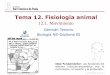 Tema 12. Fisiología animal - dpbiologia.weebly.comdpbiologia.weebly.com/uploads/2/1/5/5/21553524/gtp_t12.fisiologia... · une el bícpes y que hace de palancas en la flexión y 