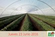 Jueves 23 Junio 2016 - Consejo Nacional de la Fresa …conafresa.com.mx/wp-content/uploads/2016/07/Establecimiento-y... · La producción de fresa es una actividad de alta importancia
