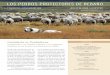 LOS PERROS PROTECTORES DE REBAÑO · Porcentajes calculados sobre el total de animales reportados al SAG en cada región en el año 2014. ... proteger sus ovejas y cabras de los predadores