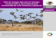 PMT Aves acuáticas y playeras - …biblioteca.semarnat.gob.mx/janium/Documentos/Ciga/libros2009/CD... · necesidad de efectuar nuevos planteamientos sobre las técnicas y estrategias