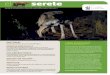 © Jaime Rojo/Naturalia A.C. LOBO MEXICANOawsassets.panda.org/downloads/gaceta_junio2012_wwf_fcs.pdf · El lobo mexicano (Canis lupus baileyi) es la subes- ... que a mediados de 1950,