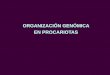 ORGANIZACIÓN GENÓMICA EN PROCARIOTAS · 2- Inyección del genoma viral (ADN) 3- transcripción, despolimerización del genoma bacteriano y replicación del viral 4- síntesis de