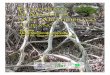 Ecosistemas de manglarunesco.org.uy/shs/fileadmin/ciencias naturales/mab... · 2007-04-19 · A diferencia de los bosques pluviales ... hacia el manglar trae graves alteraciones en