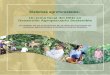 Un tema focal del DED en Desarrollo Agropecuario …bivica.org/upload/sistemas-agroforestales-experiencias.pdf · 2015-12-24 · presentados en los cultivos de cacao de agricultores
