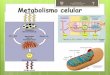 Metabolismo celular - sgcciencias.files.wordpress.com · o La principal función de las coenzimas es actuar como intermediarios metabólicos. ... fermentación alcohólica es la base