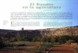 El Basalto en la agricultura - mapama.gob.es · El Basalto en la agricultura Texto: Xavier Florin La primera necesidad de toda planta es desarrollar sus raíces en una tierra viva