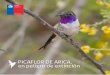 PICAFLOR DE ARICA, en peligro de extincióneducacion.mma.gob.cl/.../2015/09/PicaflorDeArica_2013.pdf · 2015-09-15 · PICAFLOR DE ARICA, en peligro de extinción. 1 ... de nuestro