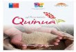 AÑO INTERNACIONAL DE LA QUINUA - … · tales como las quinuas “chullpi” para sopas, las quinuas “pasankalla” para tosta-do, las “coytos” para harina, las “reales”