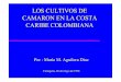 CARIBE COLOMBIANA CAMARON EN LA COSTA … · OBJETIVO Evaluar la evolución del sector camaronero de la Costa Caribe, su contribución al desarrollo de la economía de la región