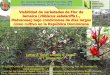 Viabilidad de variedades de Flor de Jamaica (Hibiscus …sodiaf.org.do/congreso2013/memoria/orales/19.pdf · como cultivo en la República Dominicana 6to. Congreso Bianual SODIAF,