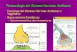 Neurotransmisión y neurotransmisores - Inicioá.com/app/download/5783877884/Tema+5... · Farmacología del Sistema Nervioso Autónomo • Bases anatomofisiológicas: – Neuronas