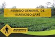 MANEJO GENERAL DE ALMACIGO CAFÉ - agrotico.netagrotico.net/web/ServicioTecnico/Ensayos_Tecnicos/Cafe/MANEJO... · • elecciÓn sustrato adecuado. • adecuado llenado y acomodo