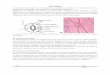 ESTOMAS - anatomiavegetal.weebly.com · Las siguientes imágenes de las epidermis de “lapacho rosado” Handroanthus impetiginosus (Mart. ex DC.) Mattos (Bignoniaceae). Las 