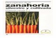 Descriptores de la zanahoria silvestre y cultivada … · Title: Descriptores de la zanahoria silvestre y cultivada (Daucus carota L.) Author: International Plant Genetic Resources