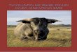 CATALOGO DE SEMENTALES RAZA MORUCHA 2016 · Se presenta a continuación el Catálogo de sementales de la raza Morucha correspondiente al año 2016, valorados por pruebas de descendencia,