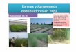 Farmex y Agrogenesis distribuidores en Perú - inia.cl · Plantación de UC 115 Plántines desarrollados en ICA Farmex y campo de UC 115 en ICA de productores de baja inversión Prodiplosis