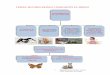 Tema 2 muchos reinos comparten el medio - C.E.I.P. …ceipsantamariadegracia.com/wp-content/uploads/2016/10/muchos... · CLASIFICACIÓN DE LOS ANIMALES ... 8 RELACIONES ENTRE LOS