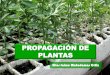 PROPAGACIÓN DE PLANTAS · partir de semillas o partes vegetativas obtenemos ... Garantiza una buena población de plantas. Las semillas son órganos que pueden vivir un tiempo prolongado