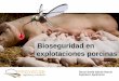 Bioseguridad en explotaciones porcinas - Asociacion de ... · claves de la bioseguridad. RD 324/2000 ... Centro de agrupamiento de reproductores para desvieje ... Diapositiva 1 Author: