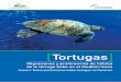 Tortugas - indemares.es · de la tortuga boba en el Mediterráneo Tortugas Anexo I: Datos preliminares sobre tortugas en Canarias. Anexo I: Datos preliminares sobre tortugas en Canarias