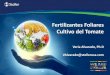 Fertilizantes Foliares Cultivo del Tomate · • Complementa la aplicación tradicional de fertilizantes al suelo. Cuando debe usarse? ... division y expansion celular. • La rápida