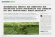 Andalucía libera un *licito de insectos para erradicar las ... · insectos para erradicar las plagas ... va contra los pulgones que atacan a los cultivos del pimiento, beren-jena,