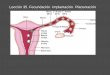 Lección 35. Fecundación. Implantación. Placentación · Decidua Saco vitelino Embrioblasto Embarazo inicial. Desarrollo de los anejos ovulares Desde 4ª semana. Desarrollo de los