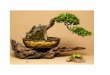 Enero 2017 - Escuela de Bonsai bonsai 2017.pdfNoviembre 2017 Domingo Lunes Martes Miércoles Jueves Viernes Sábado 1 2 3 BCI 2017 Wu, Argentina. Carlos Tramujas, Brasil. , Jose Luis
