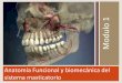 Anatomía Funcional y biomecánica del sistema masticatorioortodonciaqueretaro.weebly.com/uploads/4/4/9/1/4491676/anatomia... · Sistema Masticatorio. Es la unidad funcional del cuerpo