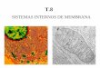 SISTEMAS INTERNOS DE MEMBRANA - …iesvinalopo.com/.../2016/12/T.8.-Sistemas-internos-de-membrana.pdf · ... Regeneración membrana plasmática. ... Renovar componentes de la membrana