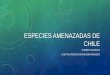 ESPECIES AMENAZADAS DE CHILE - secst.cl · • Identificación de las especies, según su estado de conservación permite definir prioridades de acción y con ello, ... contiene el