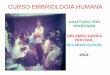 ADAPTADO POR PROFESOR ORLANDO DÁVILA …embriologiahumana.com/wp-content/uploads/2013/11/Implantacion-y... · primera manifestaciÓn de lÍnea primitiva ... embriÓn en 3ª semana