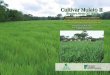 El Centro Internacional de Agricultura Tropical (CIAT) … · Dependiendo de las características de clima y de suelos, la producción de forraje del cv. Mulato II varía entre 10
