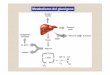 Metabolismo del glucógeno - fbioyf.unr.edu.ar · Síntesis del glucógeno. Luis F. Leloir (1906-1987)-uridina. Modelo para la síntesis de glucógeno mediante la glucogenina (GN),