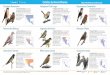 Celebra las Aves Urbanas ://celebrateurbanbirds.org/.../11/BirdID-Guide_170918-NoMarks.pdf · La Golondrina Tijereta es la golondrina de mayor distribución en el mundo. ... Distribución: