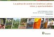 La palma de aceite en América Latina: retos y …semillasdepalma.com/honduras/la-palma-de-aceite-en-al-fedepalma.pdf · República Dominicana 31 52 67,7 Venezuela 67 41 -38,3 Panamá