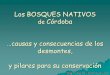 Los BOSQUES NATIVOS de Córdoba - unrc.edu.ar Los Bosques... · Son fuente de gran diversidad de bienes naturales madera, combustible, alimentos, ... Incendios forestales y de pastizales