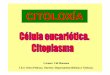 24 Celula citoplasma - aloxamento de páxinas webcentros.edu.xunta.es/iesoteropedrayo.ourense/dptos/bio/bach_2_bio... · Anel contractil (Actina e miosina ) Funcións dos microtúbulos