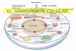 EL TRANSPORTE CELULAR1].2... · célula y su ambiente. Impide que algunas sustancias, como las proteínas y los lípidos, entren a la célula. ... los glóbulos rojos. Solución hipotónica