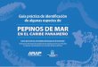 Guía práctica de identificación de algunas especiesarap.gob.pa/wp-content/uploads/2017/12/Guia-Pepino-de-MarWEB.pdf · la combinación y forma de las espículas ... se realizó