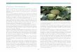 Frutas y hortalizas - mercasa-ediciones.es€¦ · ... a grandes rasgos la producción nacio-nal de frutas experimentó en 2013 ... y una subida de los precios ... que en EEUU y Europa