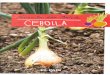  · Todo sobre la cebolla Historia Gustosa y nutritiva La cebolla, perteneciente a la familia de las liliáceas, es una planta que tiene sus orígenes en Asia Central